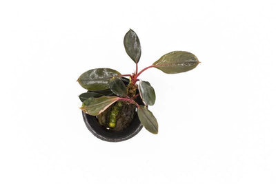 Bucephalandra Pink Lady
