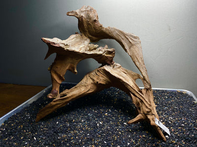 Malaysian Driftwood Showpiece Sculpture "Multiverse"