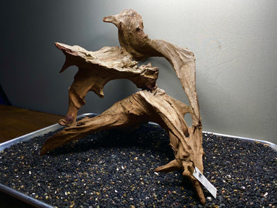 Malaysian Driftwood Showpiece Sculpture "Multiverse"