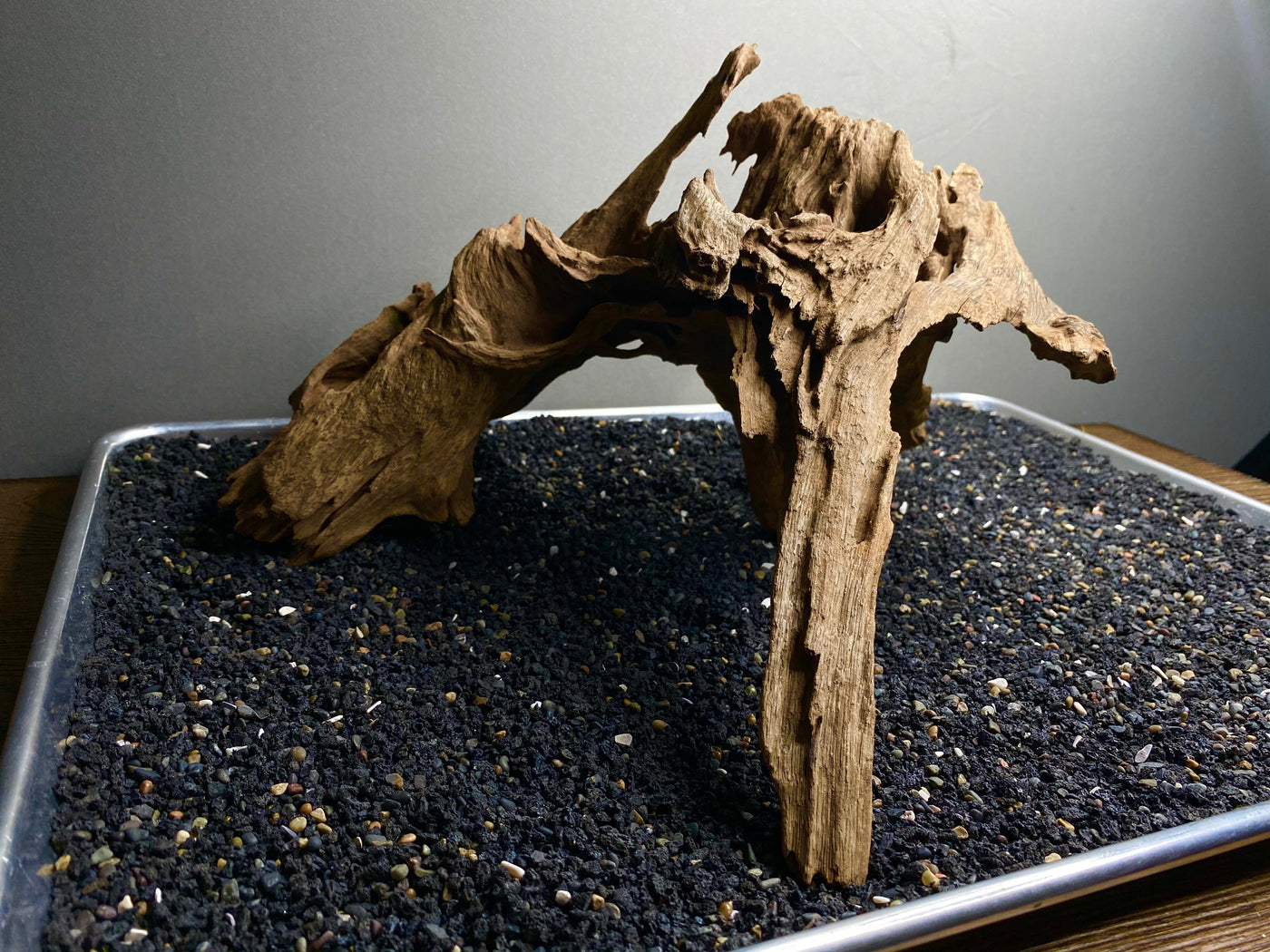 Malaysian Driftwood Showpiece Sculpture "Prometheus"