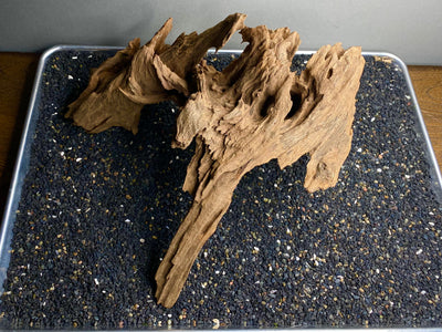 Malaysian Driftwood Showpiece Sculpture "Prometheus"