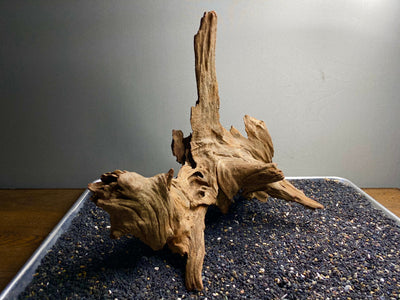 Malaysian Driftwood Showpiece Sculpture "Zeus' Trident"