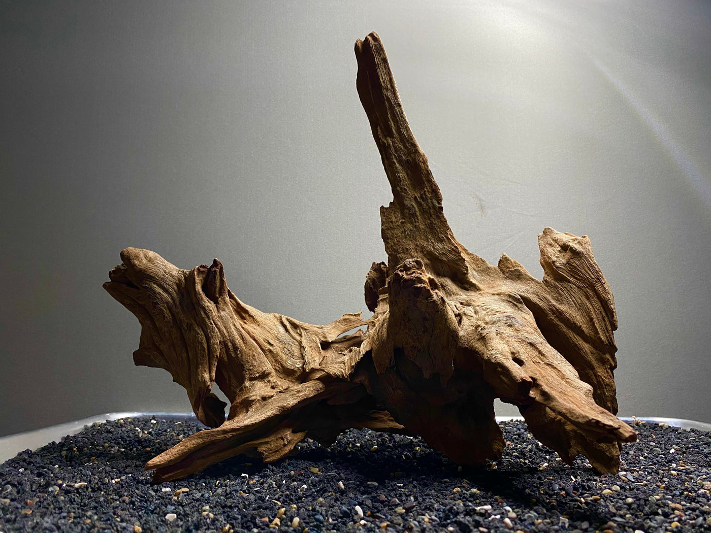 Malaysian Driftwood Showpiece Sculpture "Zeus' Trident"