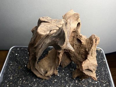 Malaysian Driftwood Showpiece Sculpture "Peter Pan's Mermaid Lagoon"