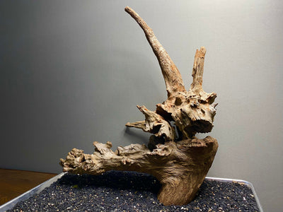 Malaysian Driftwood Showpiece Sculpture "Unicorn Skull"
