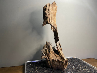 Malaysian Driftwood Showpiece Sculpture "Wisdom Tree"