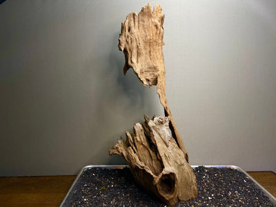 Malaysian Driftwood Showpiece Sculpture "Wisdom Tree"