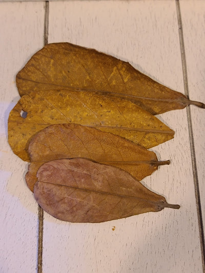 Indian Almond Leaves